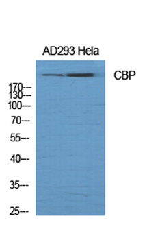 CBP rabbit pAb Antibody