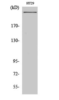 CBP rabbit pAb Antibody