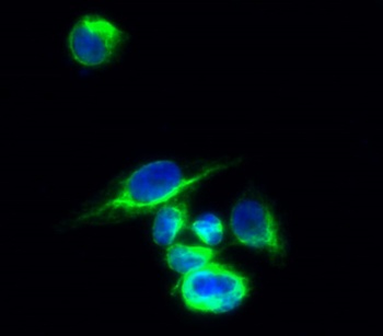 CBP 35 rabbit pAb Antibody