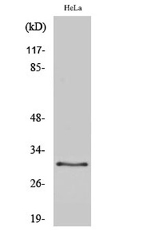 CBP 35 rabbit pAb Antibody