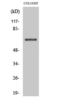 CD108 rabbit pAb Antibody