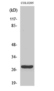 CD160 rabbit pAb Antibody