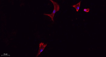 CD284 rabbit pAb Antibody