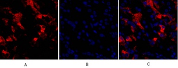 CD284 rabbit pAb Antibody