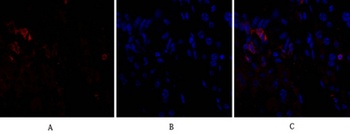 CD284 rabbit pAb Antibody