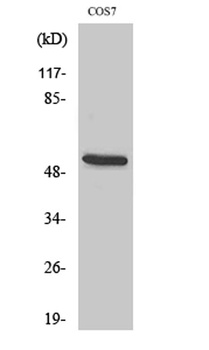 CD2BP2 rabbit pAb Antibody