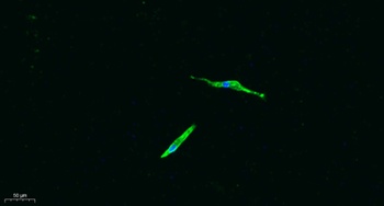 CD4 rabbit pAb Antibody