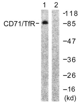CD71/TfR rabbit pAb Antibody