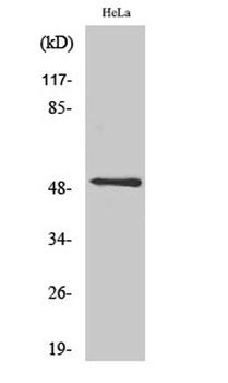 CD88 rabbit pAb Antibody
