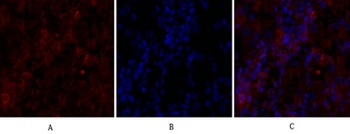 Cdc2 rabbit pAb Antibody