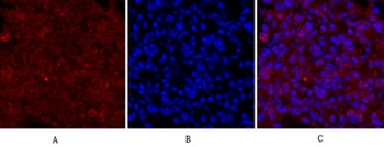 Cdc2 rabbit pAb Antibody