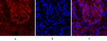 Cdc2 rabbit pAb Antibody