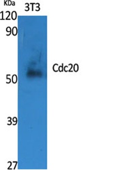 Cdc20 rabbit pAb Antibody
