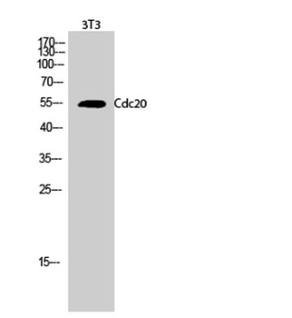 Cdc20 rabbit pAb Antibody