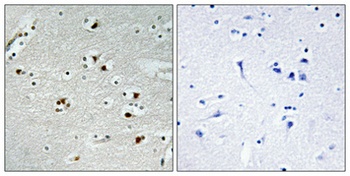 Cdc20 rabbit pAb Antibody