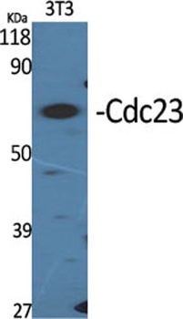Cdc23 rabbit pAb Antibody