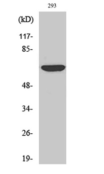 Cdc23 rabbit pAb Antibody