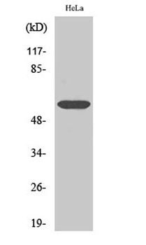 Cdc25C rabbit pAb Antibody
