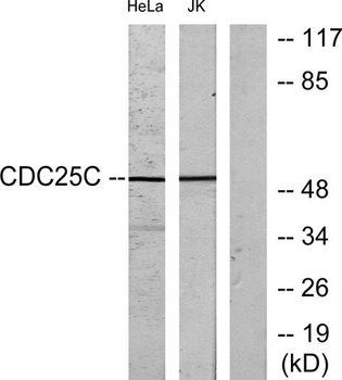 Cdc25C rabbit pAb Antibody