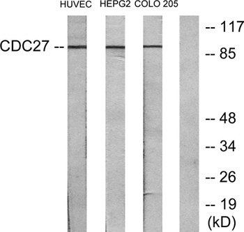 Cdc27 rabbit pAb Antibody