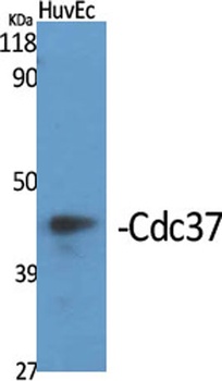 Cdc37 rabbit pAb Antibody
