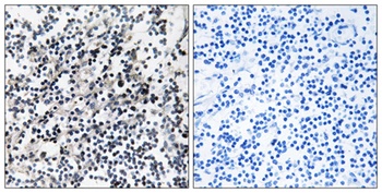 Cdc37 rabbit pAb Antibody