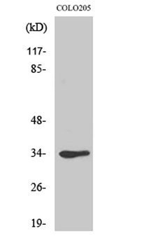 Cdk1/Cdc2 rabbit pAb Antibody
