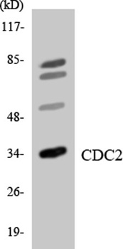 Cdk1/Cdc2 rabbit pAb Antibody
