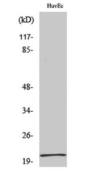 Cerebellin 1 rabbit pAb Antibody