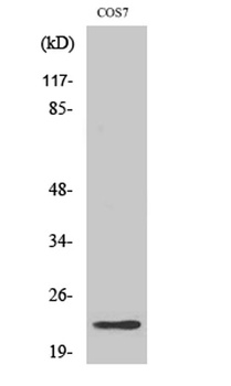 Cerebellin 2 rabbit pAb Antibody