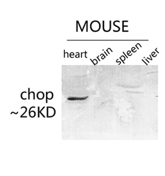 CHOP rabbit pAb Antibody