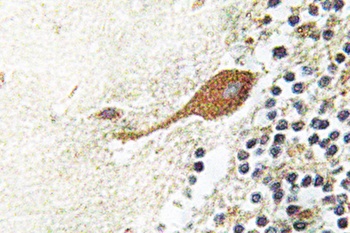 Chr-A rabbit pAb Antibody