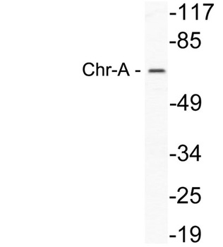 Chr-A rabbit pAb Antibody