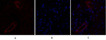 Claudin-5 rabbit pAb