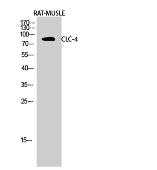 CLC-4 rabbit pAb Antibody