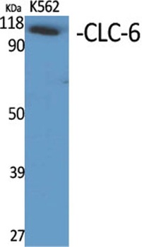 CLC-6 rabbit pAb Antibody