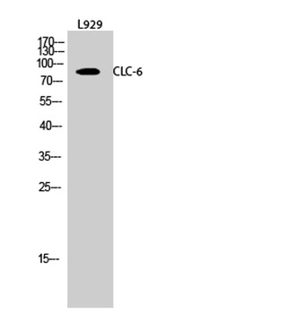 CLC-6 rabbit pAb Antibody