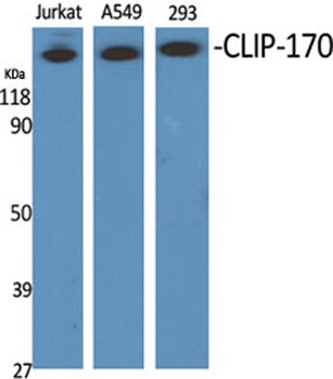 CLIP-170 rabbit pAb Antibody