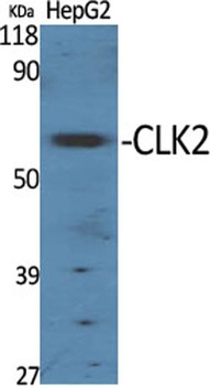 CLK2 rabbit pAb Antibody