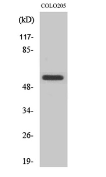 CLK2 rabbit pAb Antibody