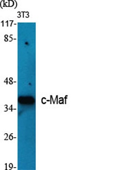 c-Maf rabbit pAb Antibody