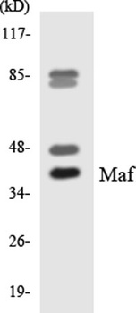 c-Maf rabbit pAb Antibody