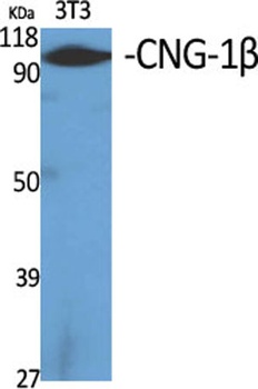 CNG-1β rabbit pAb Antibody