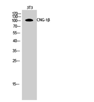 CNG-1β rabbit pAb Antibody