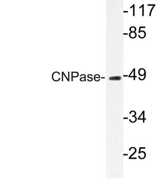 CNPase rabbit pAb