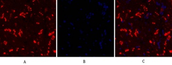 Connexin 43 rabbit pAb Antibody