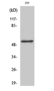 COT rabbit pAb Antibody