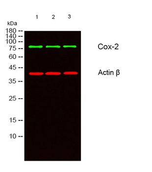 Cox-2 rabbit pAb Antibody
