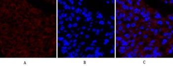Cox-2 rabbit pAb Antibody