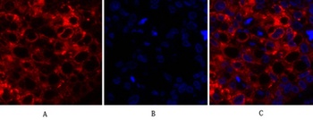 Cox-2 rabbit pAb Antibody